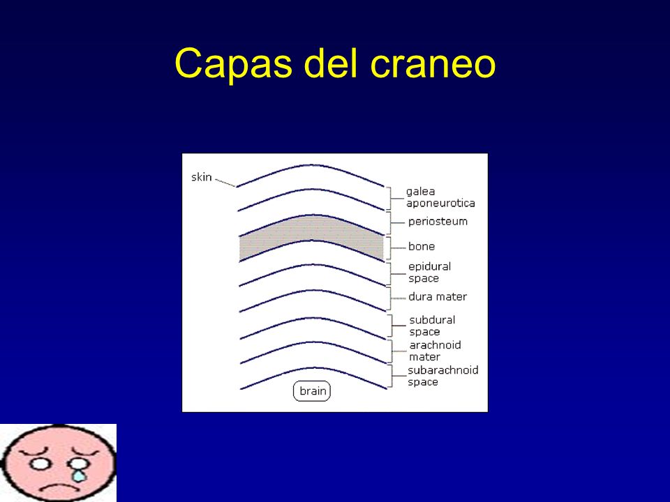 Evinal el champú con el extracto de la placenta a la caída expresada de los cabello